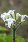 Texas bullnettle